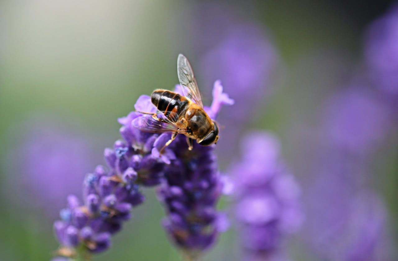 Featured image for “Beegentle Biodiversiteitscheck”